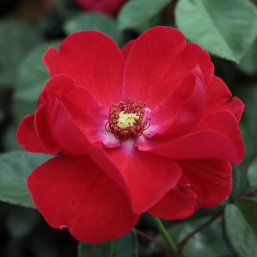 Rozenstruik - Webwinkel - Rosa Paprika™ - zacht geurende roos - Stamroos – Kleine bloemen - rood - Mathias Tantau, Jr.bossige kroonvorm - 0